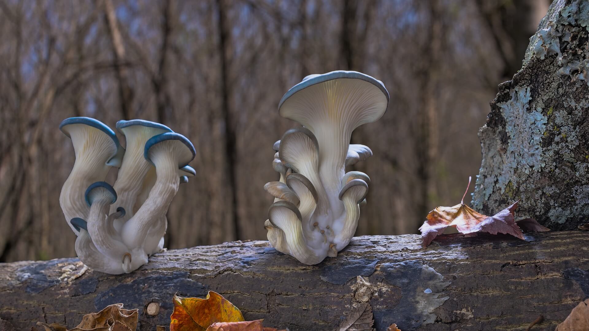 Фантастические грибы / fantastic fungi (Луи Шварцберг