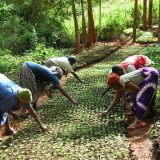 Tumutumu Hills nursery