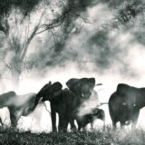 GhostElephants1Edit